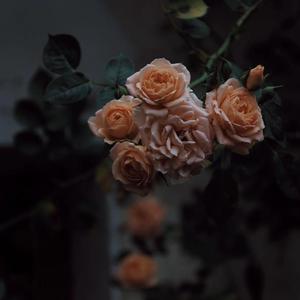 gay片浪小辉国产
